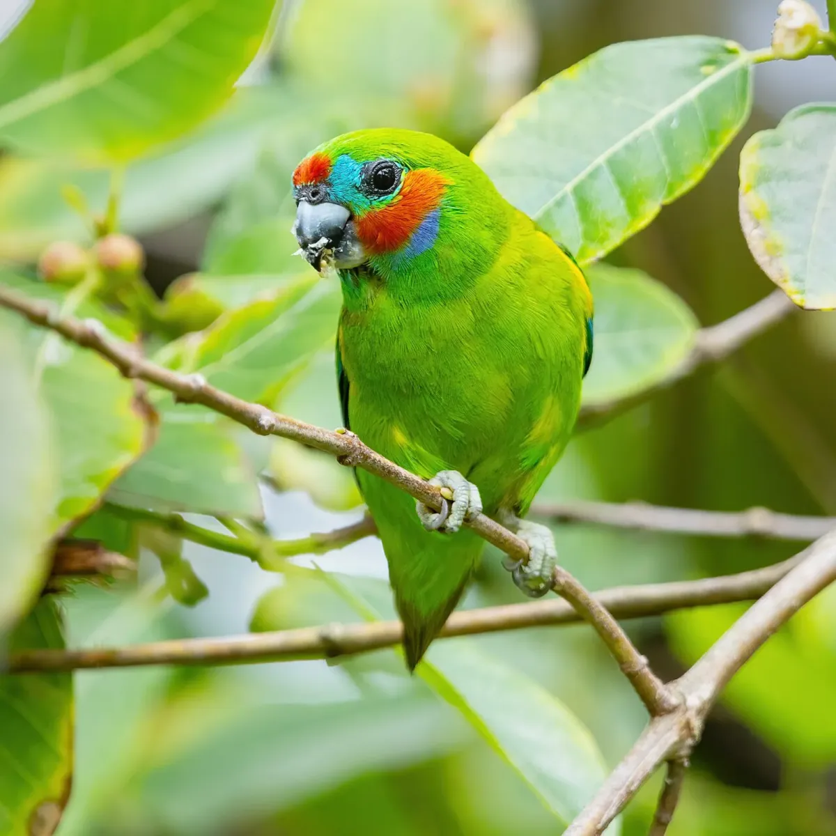 Double-eyed fig parrot