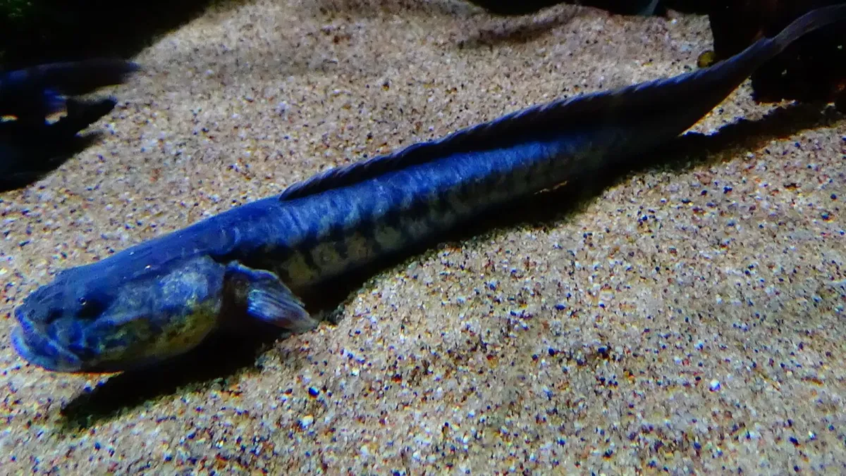Dragon goby