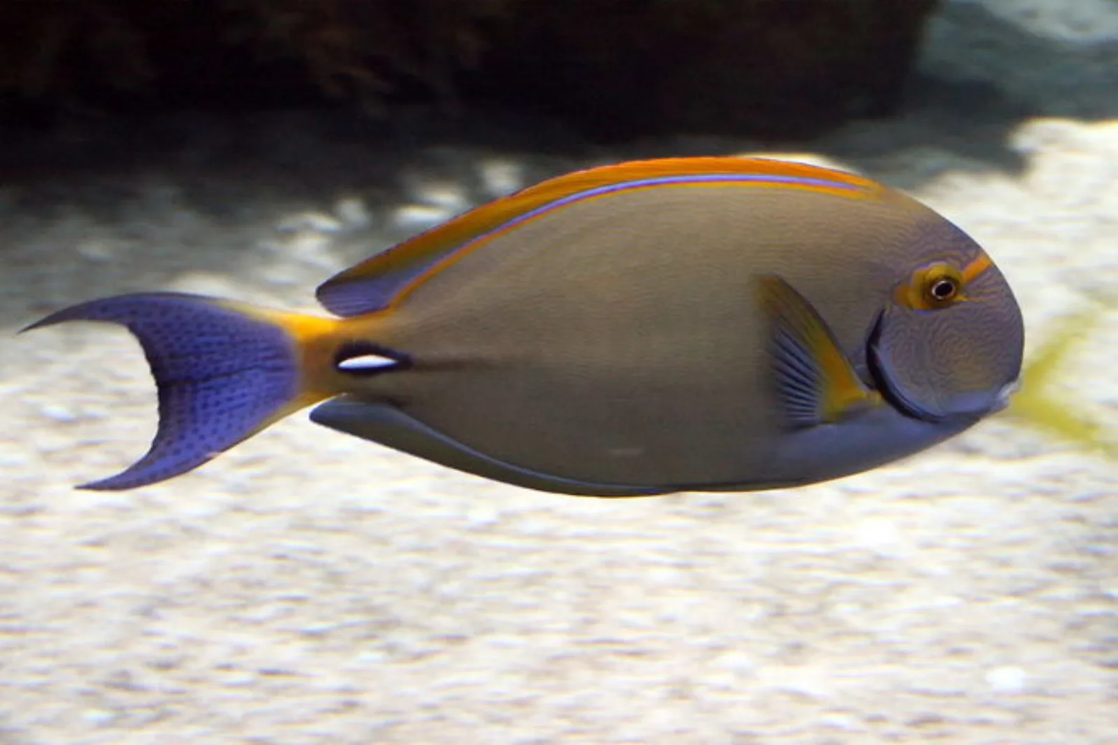 Dussumieri tang