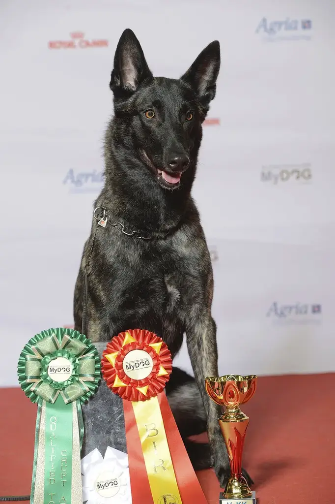 Dutch Shepherd