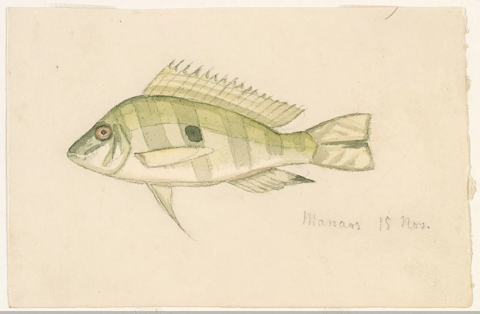 Eartheater cichlid