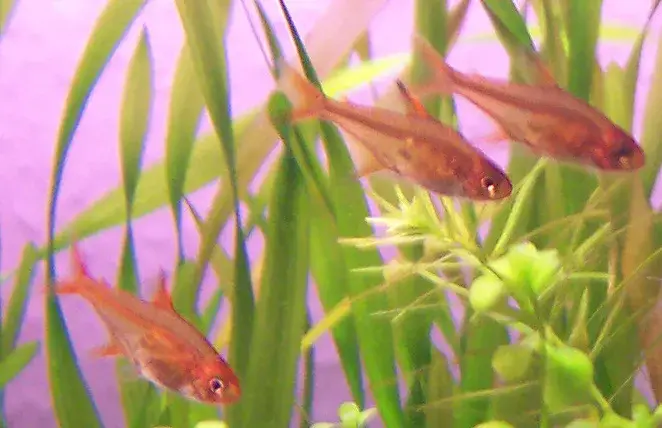 Ember tetra