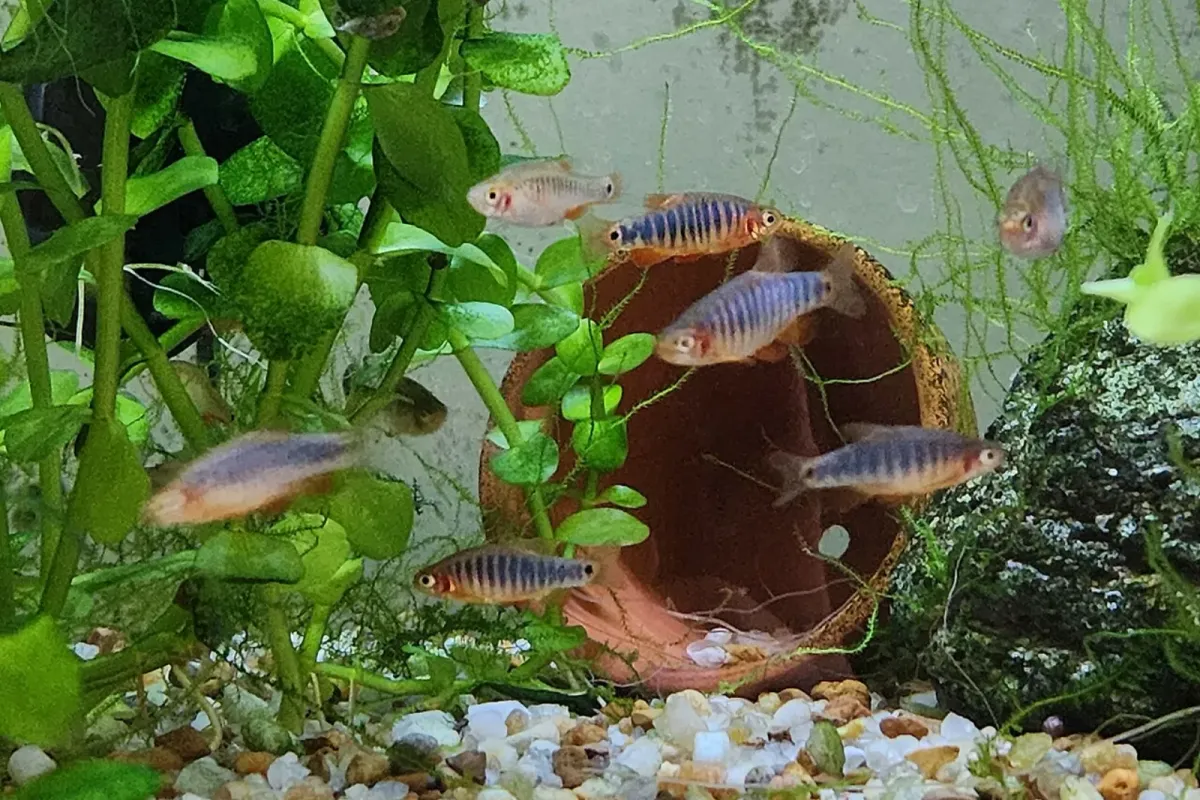 Emerald dwarf danio