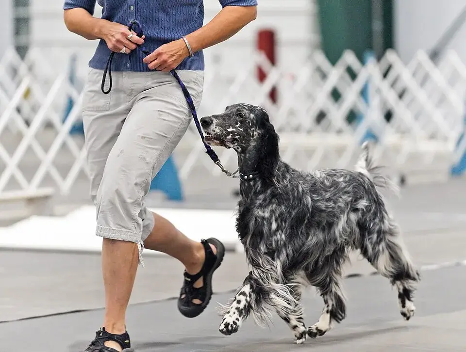 English Setter