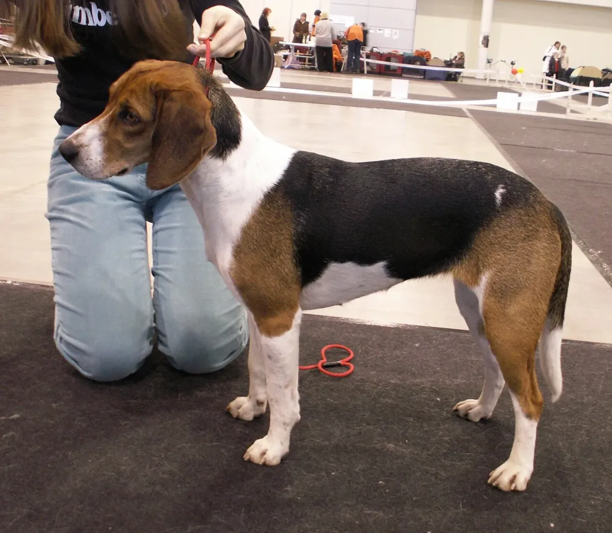 Estonian Hound