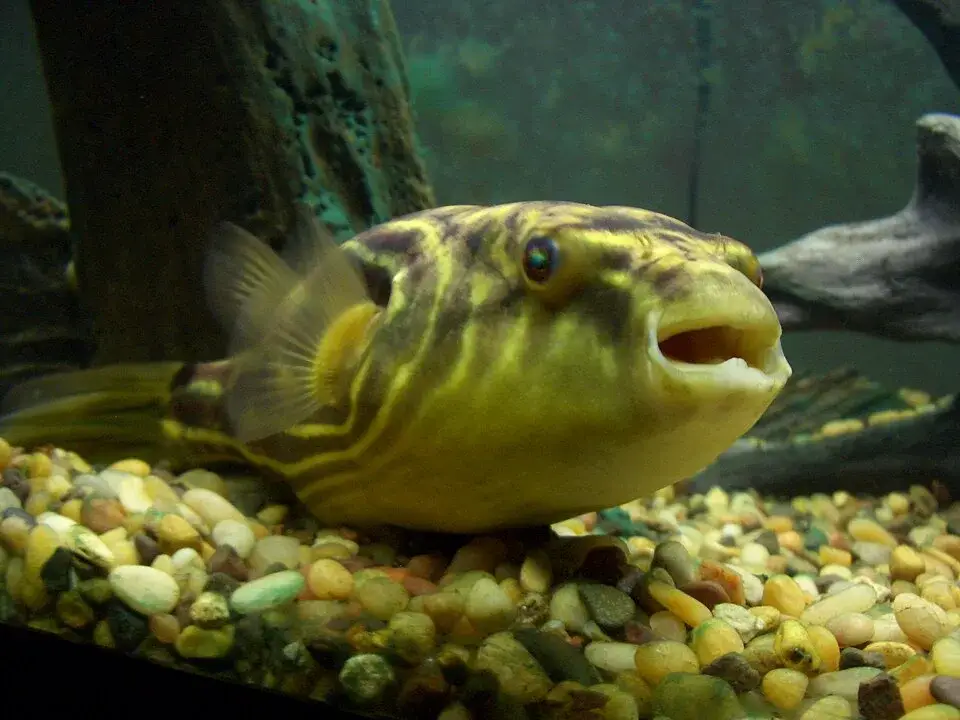 Fahaka puffer