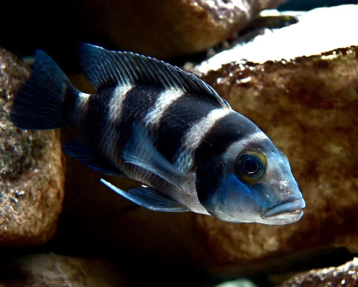 Five-barred lamprologus