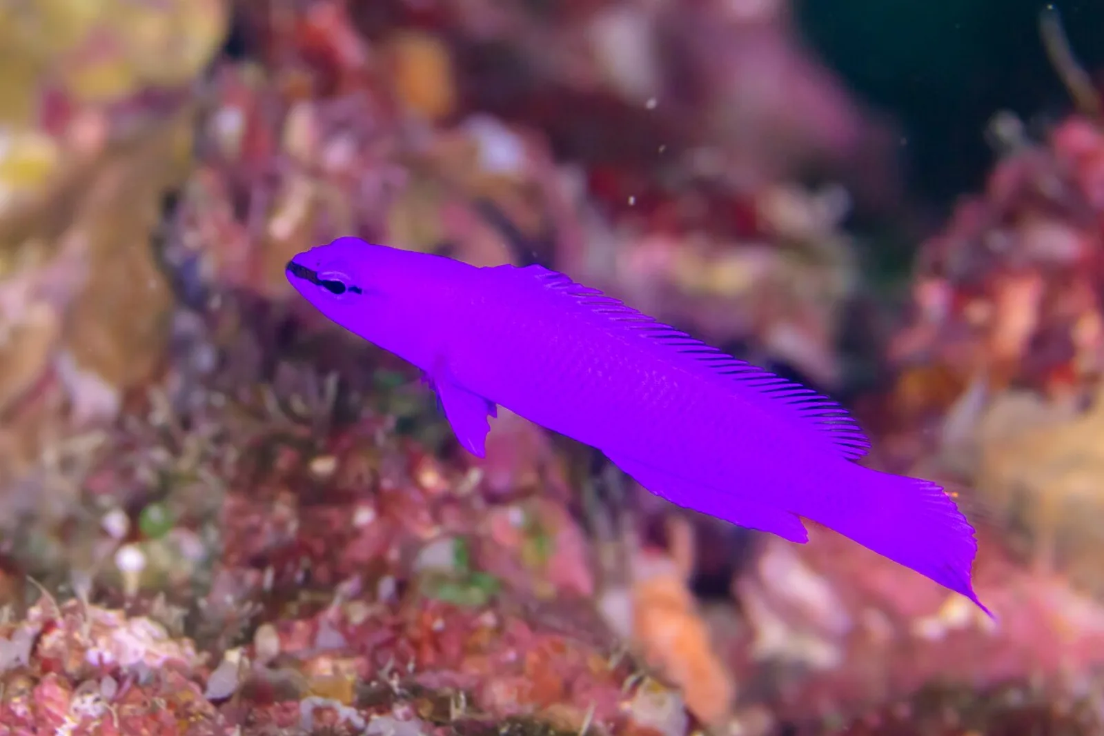 Fridmani pseudochromis