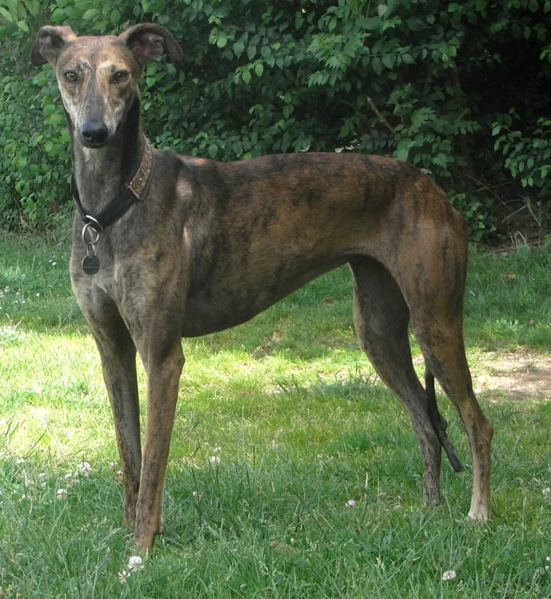 Galgo Español