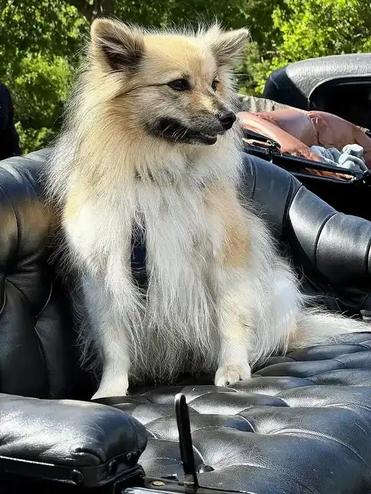 German Spitz