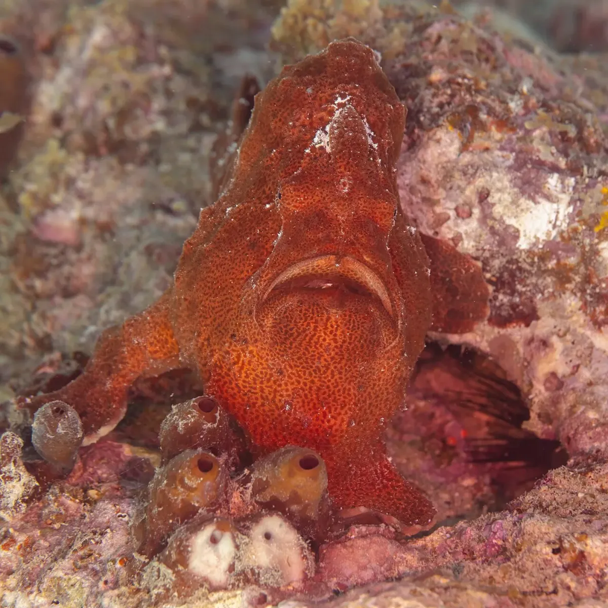 Giant anglerfish