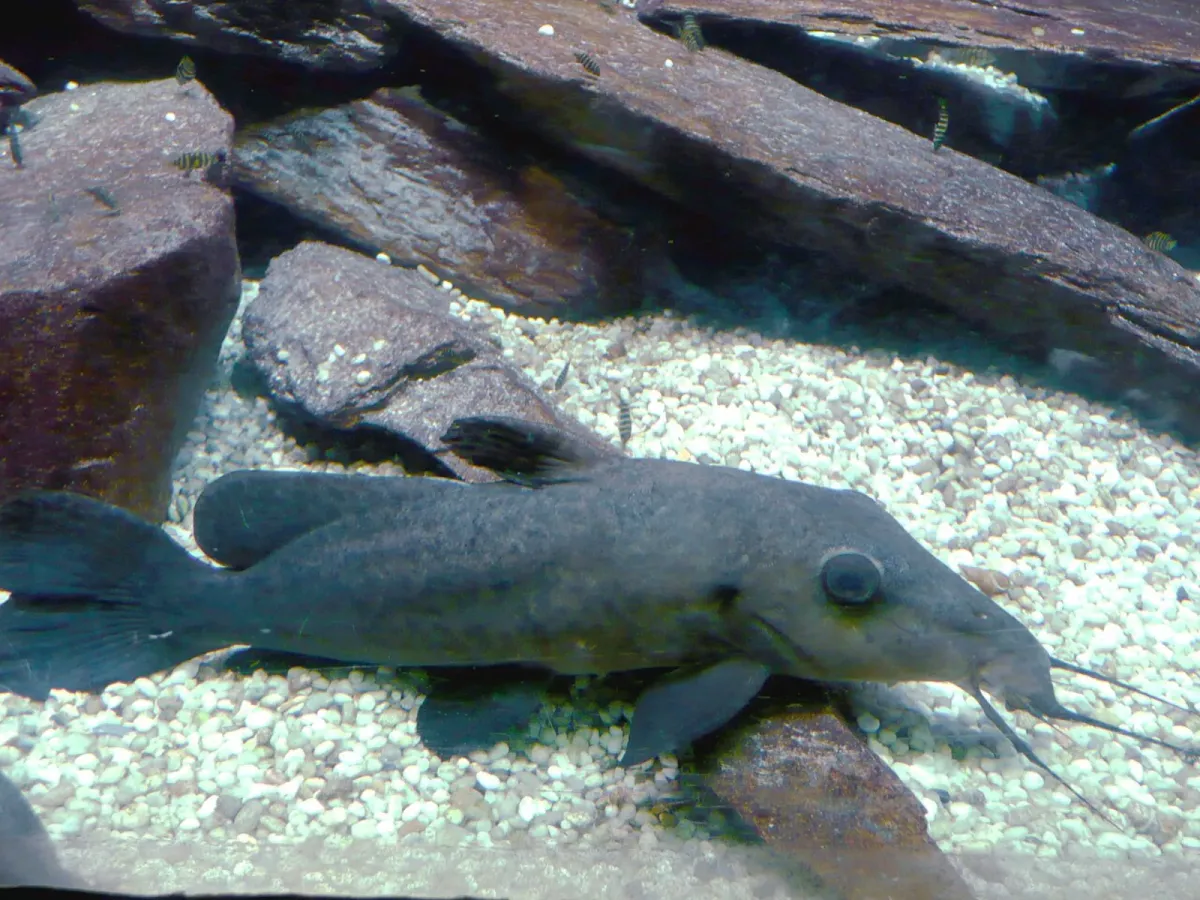 Giraffe catfish