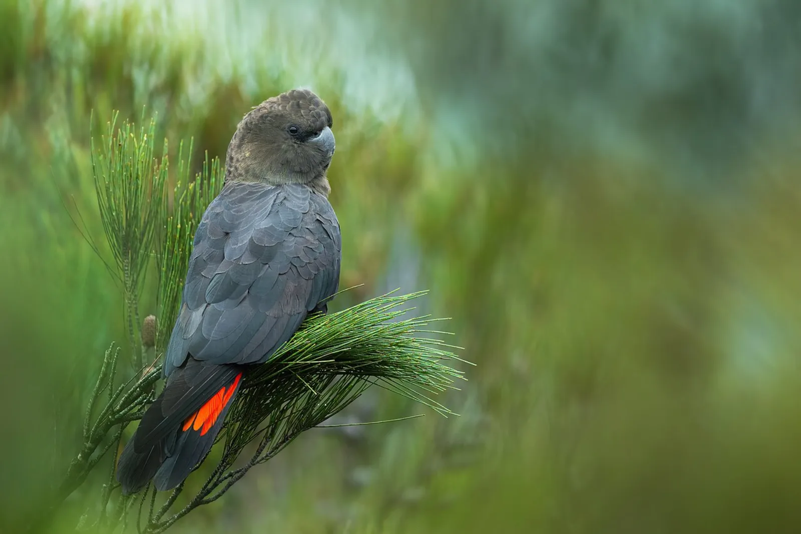 Glossy black cockatoo