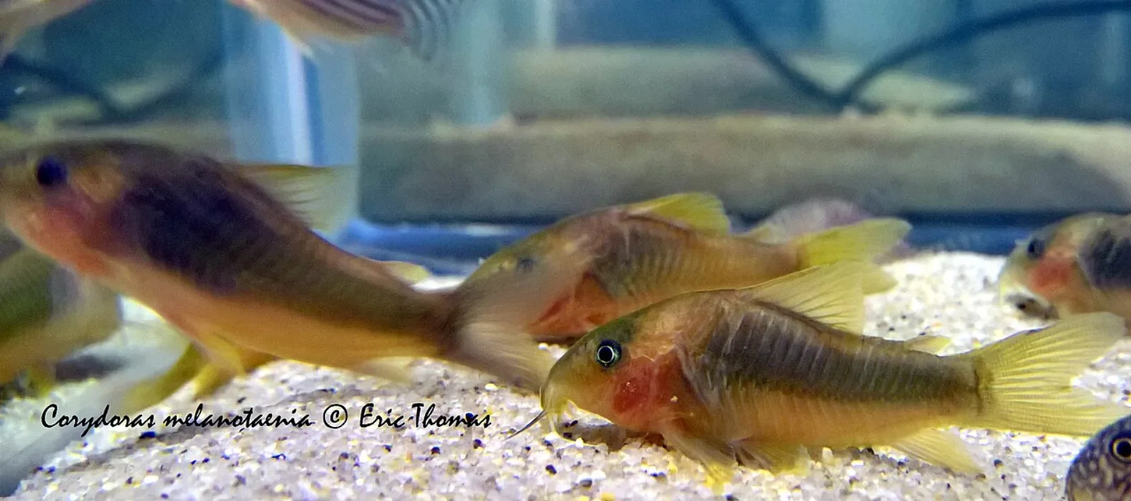 Gold laser cory