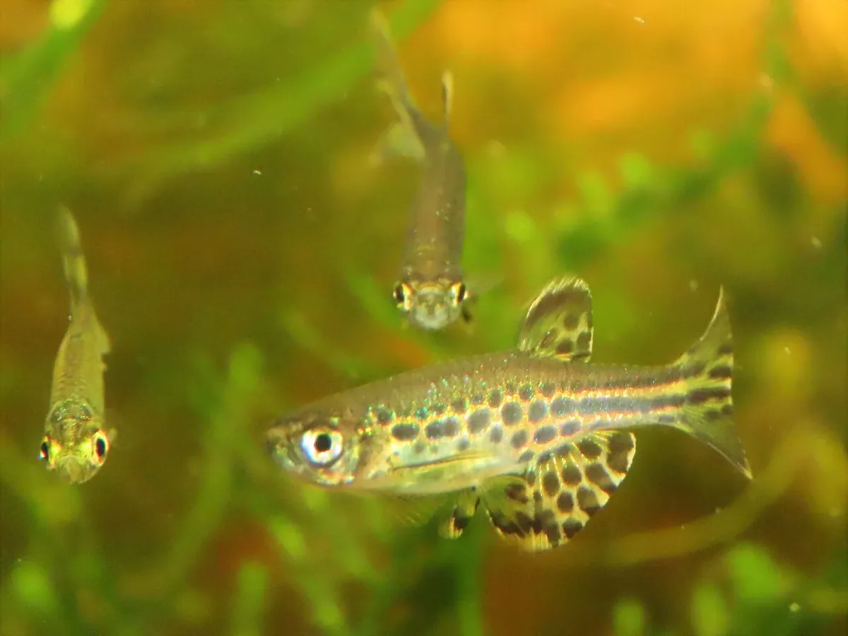 Gold-ring danio