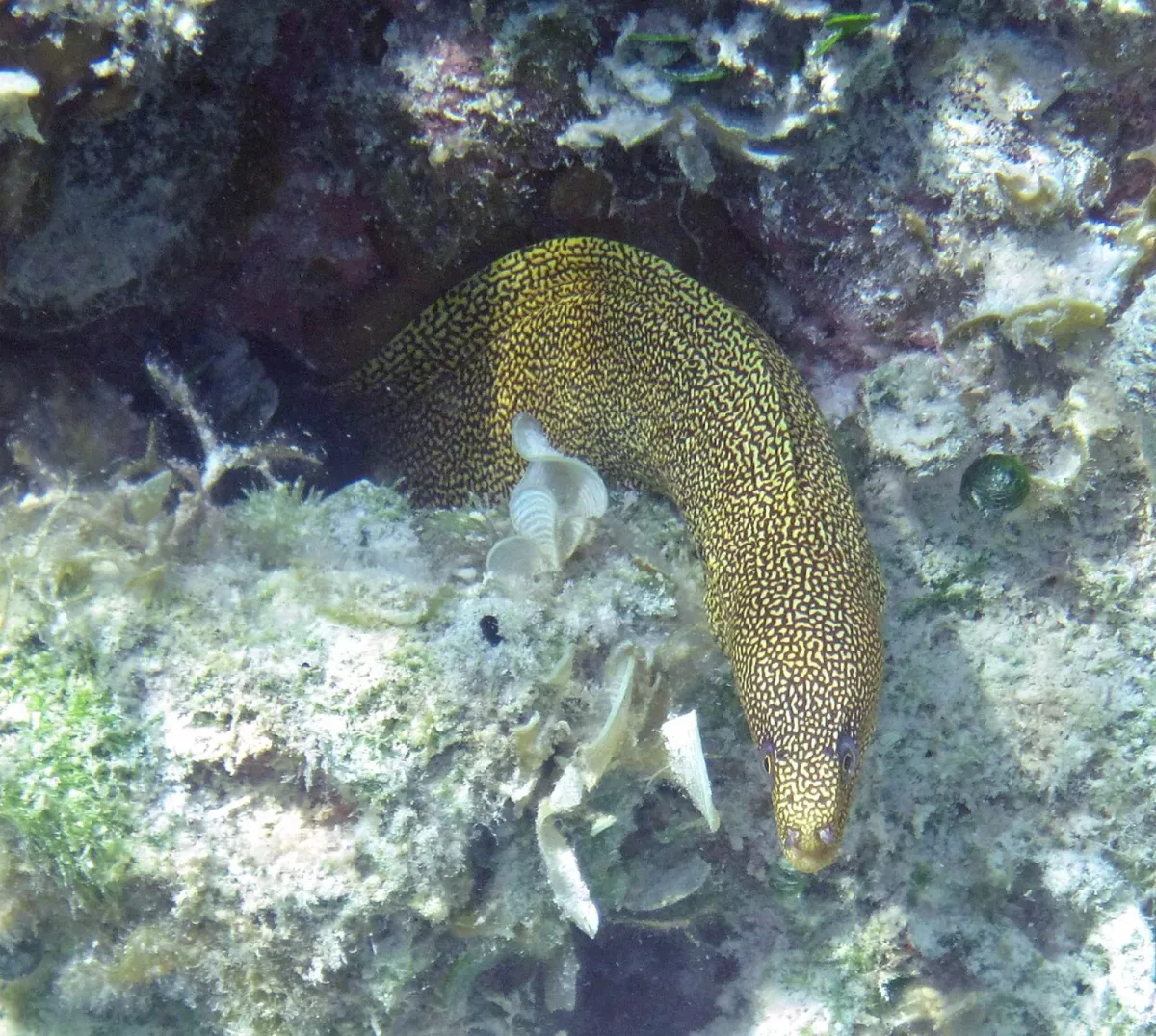 Golden moray eel