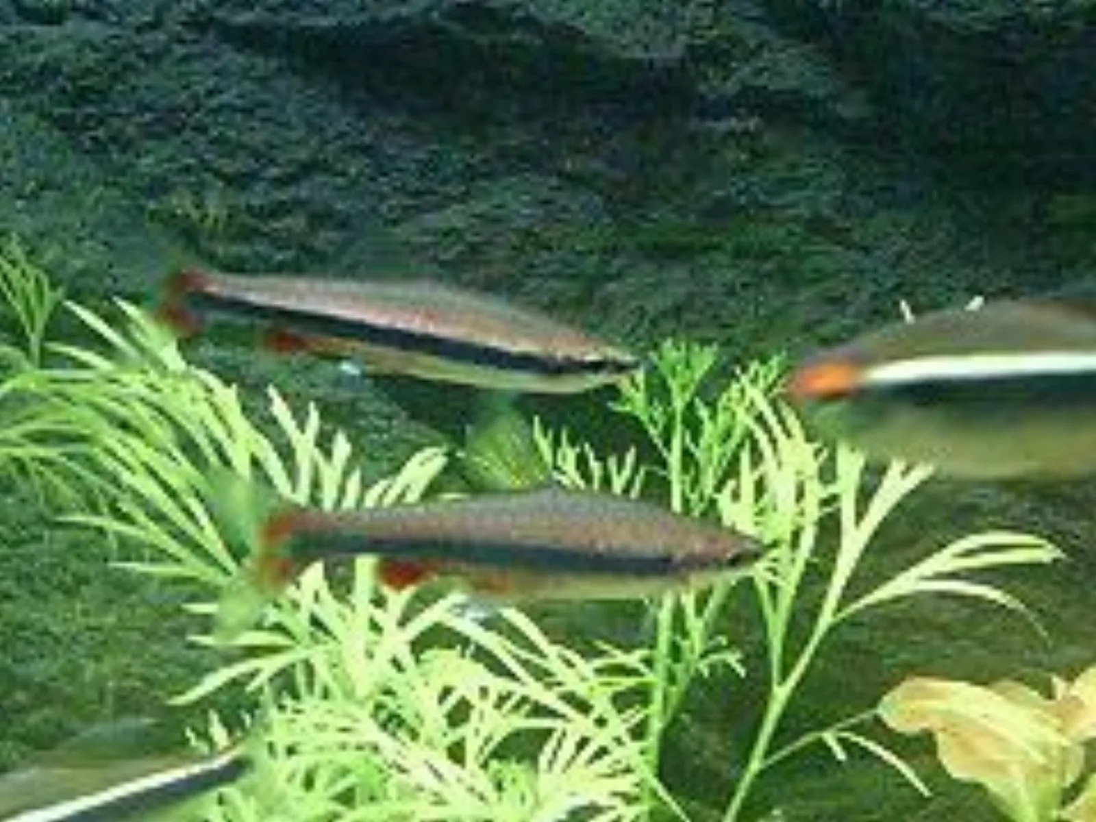 Golden pencilfish