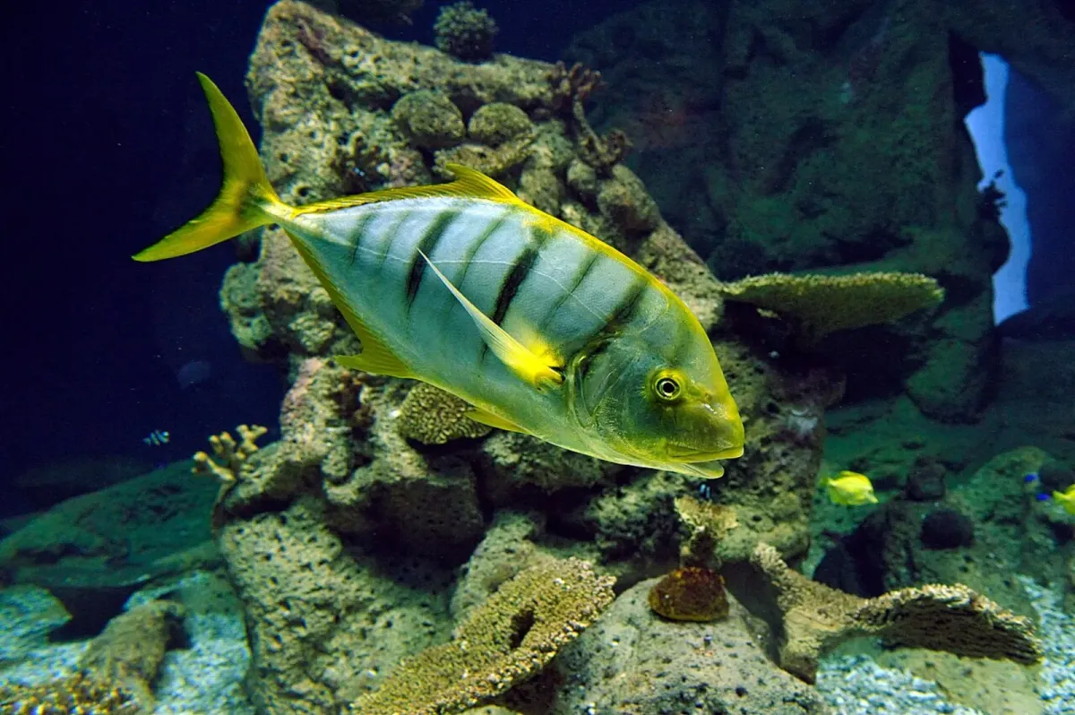 Golden trevally