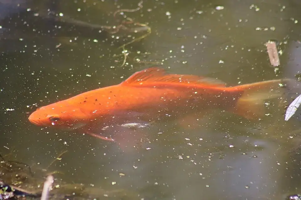 Goldfish