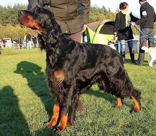Gordon Setter