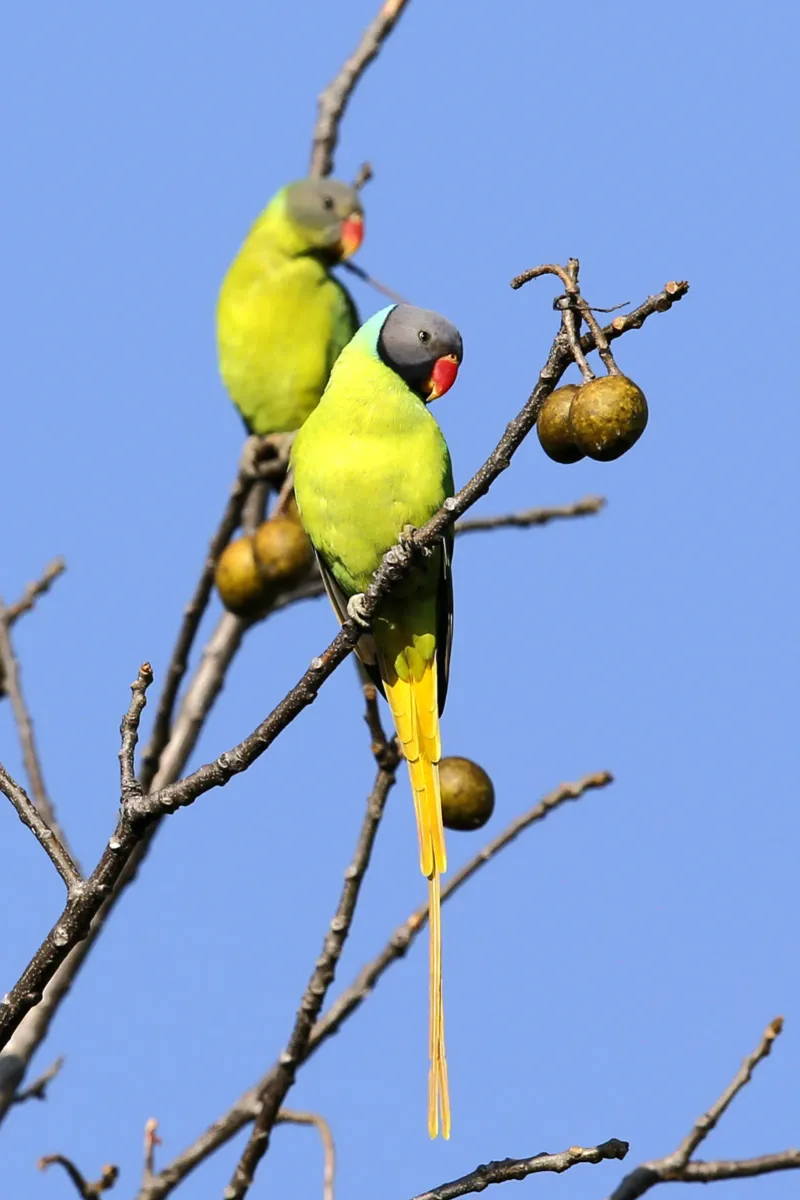 Grey-headed parakeet