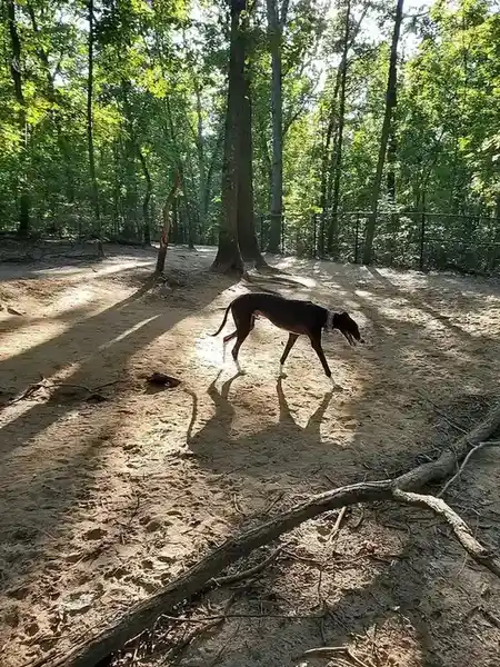 Greyhound
