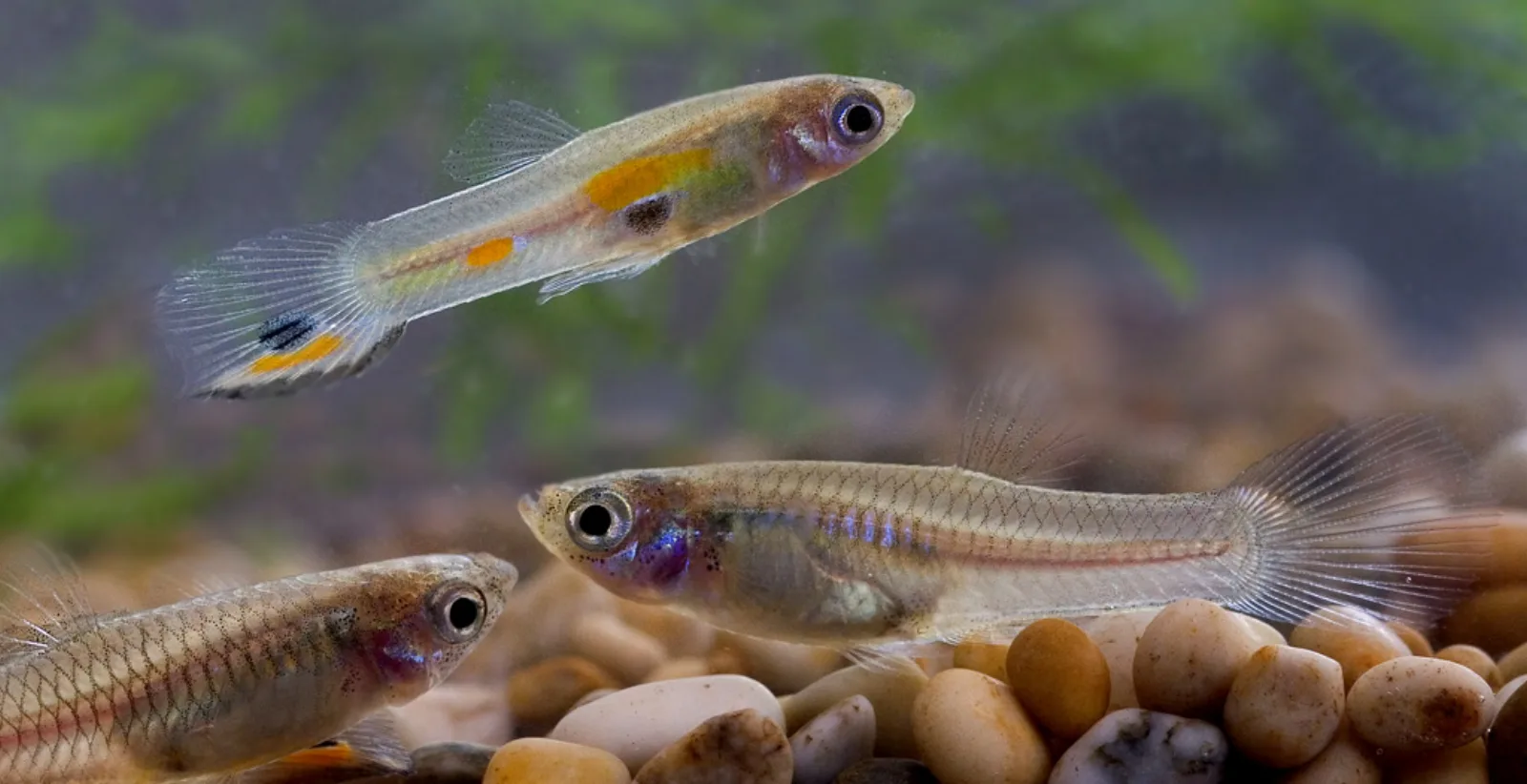 Guppy Fancy Guppy