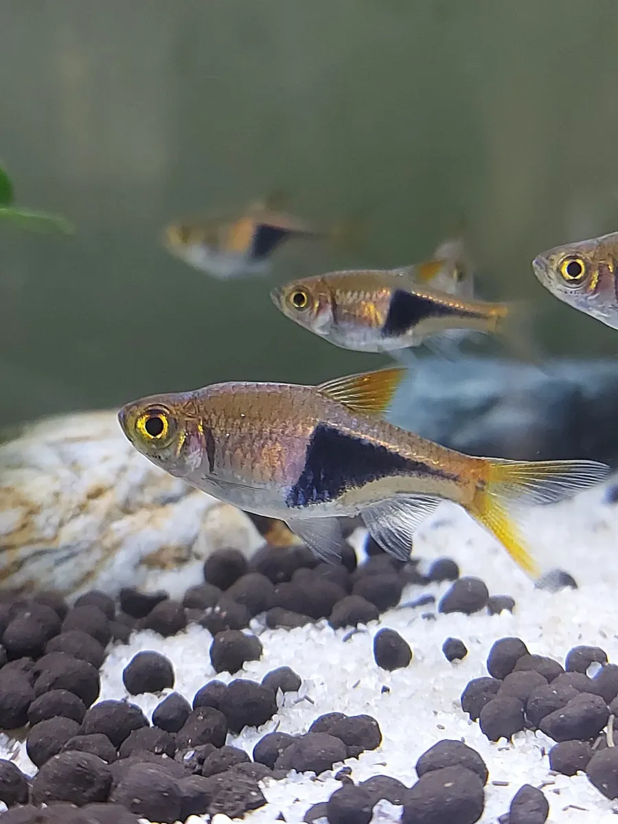 Harlequin rasbora