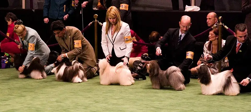 Havanese