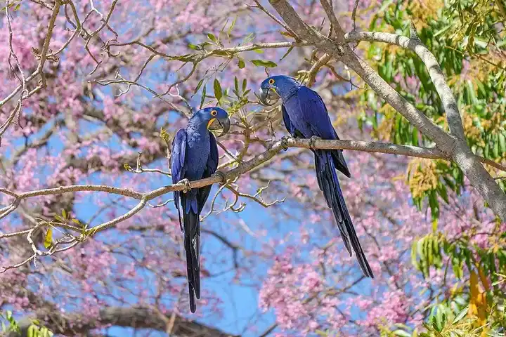 Hyacinth macaw