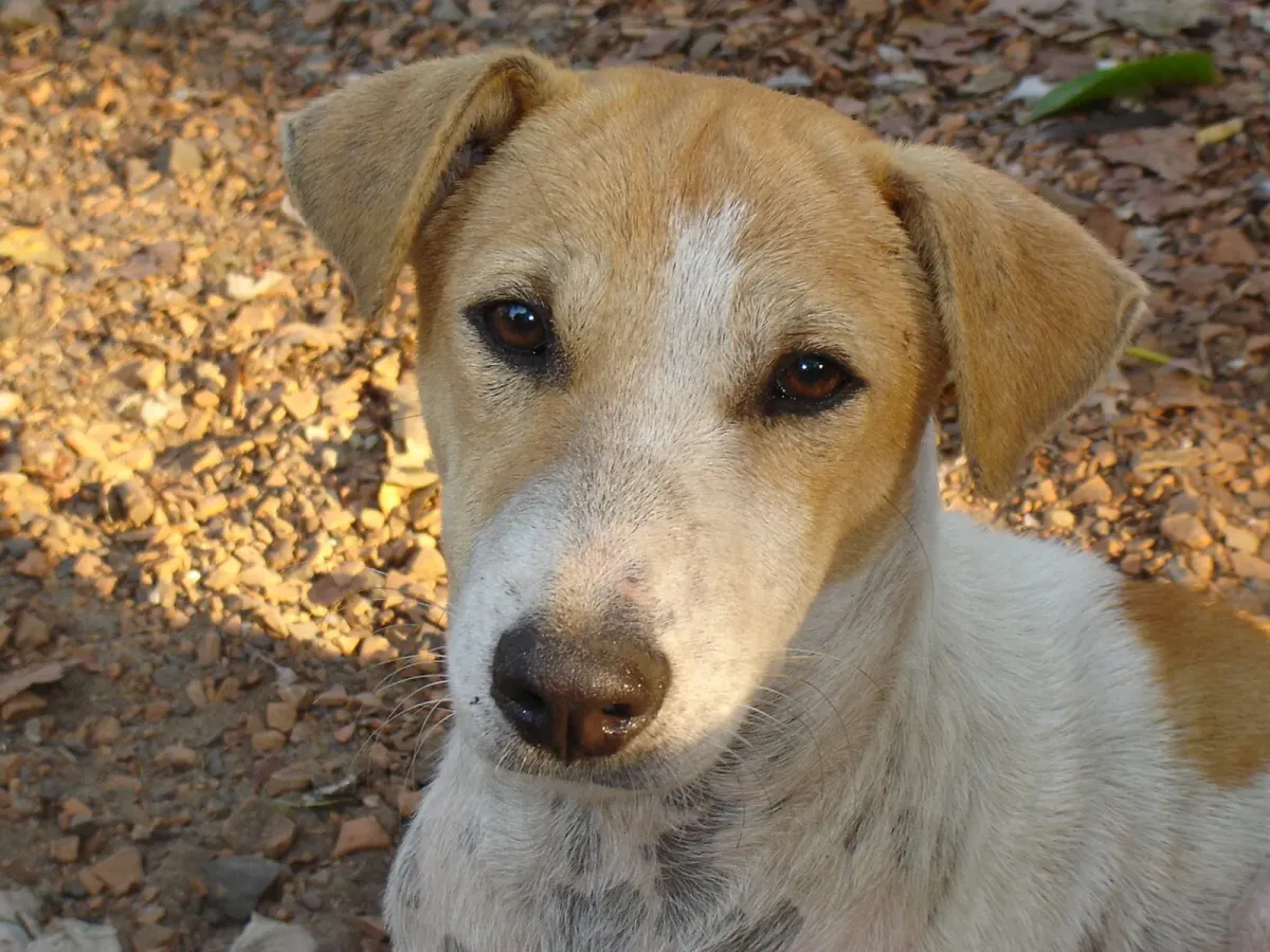 Indian pariah dog