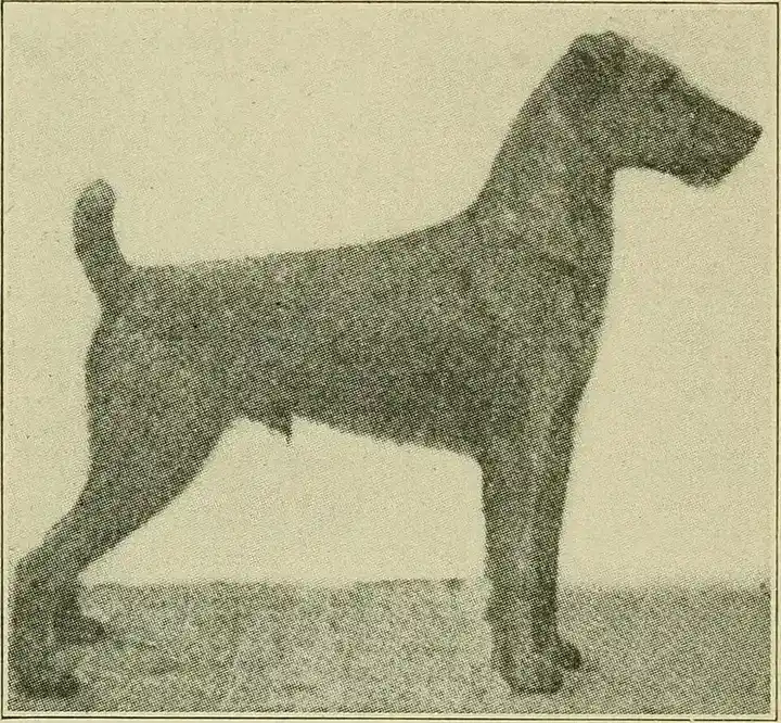 Irish Terrier