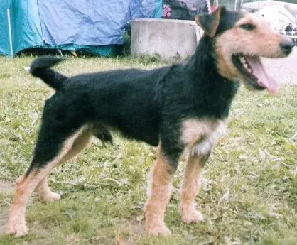 Jagdterrier