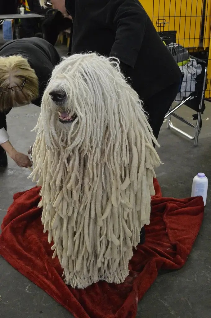 Komondor