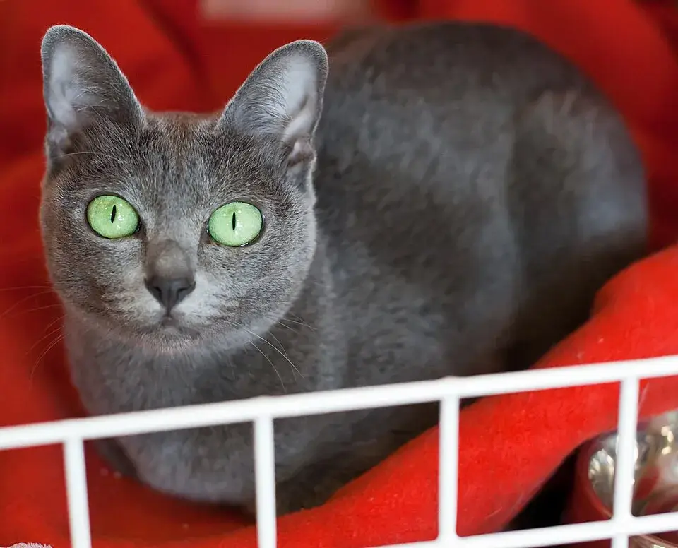 Korat
