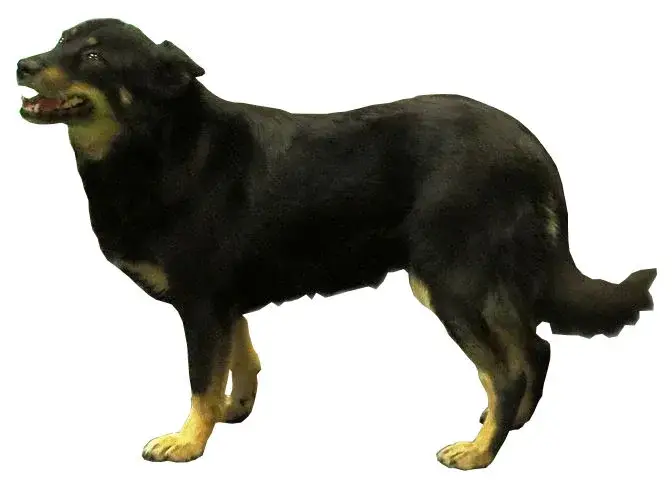 Lapponian Herder