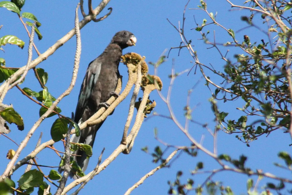 Lesser vasa parrot