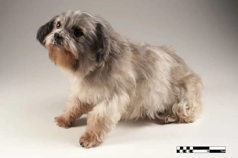 Lhasa Apso
