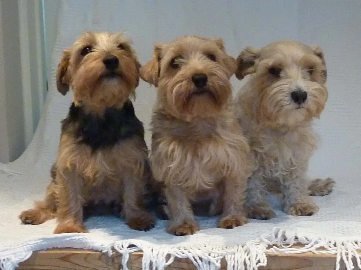 Lucas Terrier