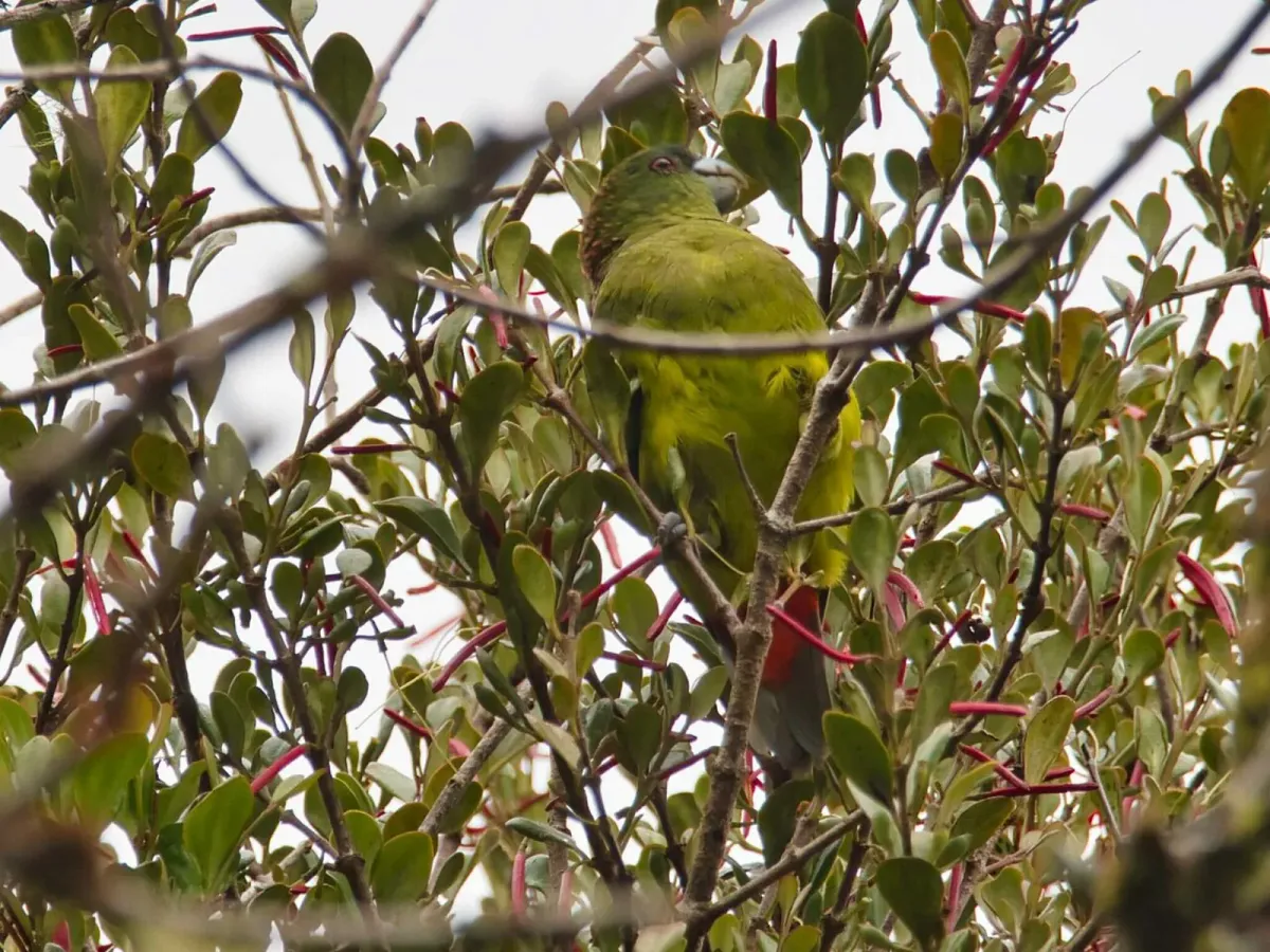Madarasz's tiger parrot