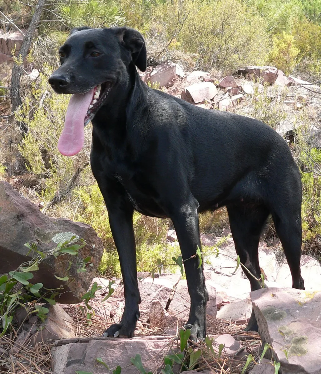 Majorca Shepherd Dog