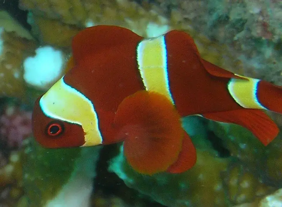 Maroon clownfish