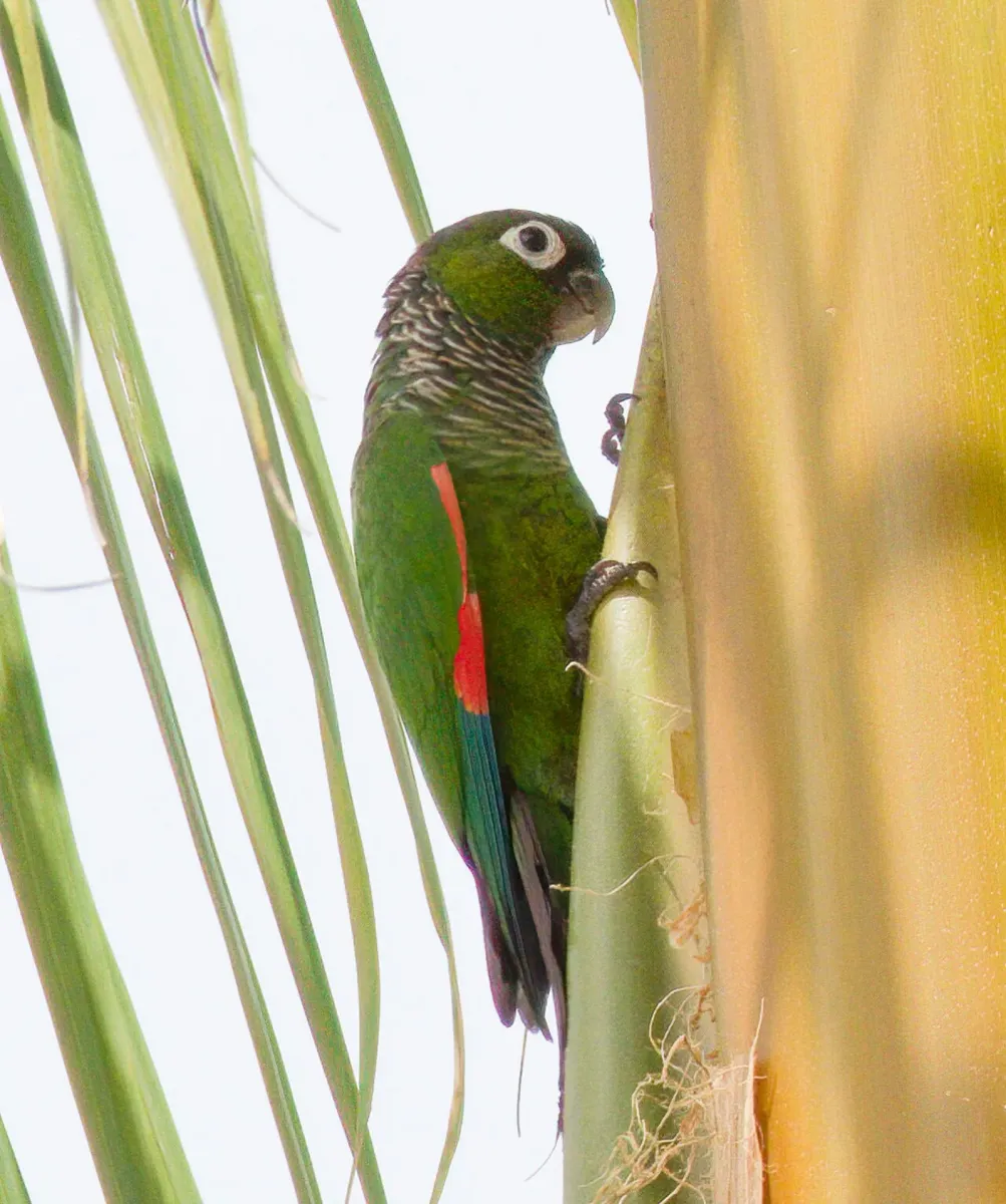 Maroon-tailed parakeet