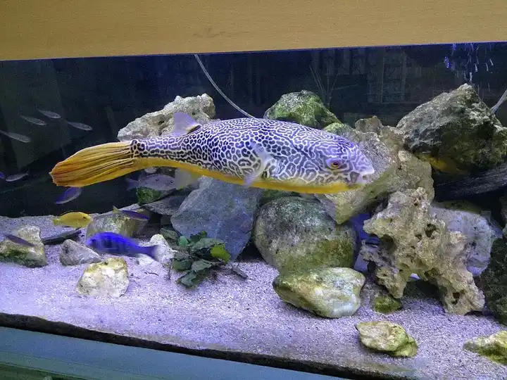 Mbu puffer