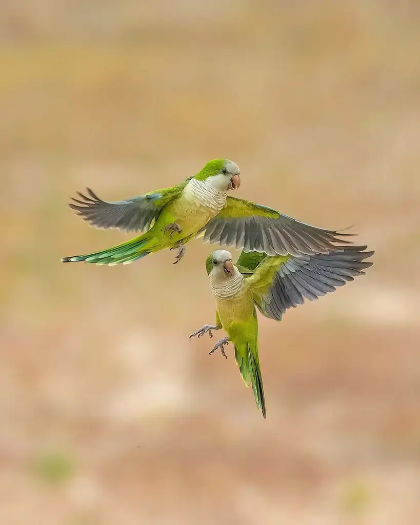 Monk parakeet