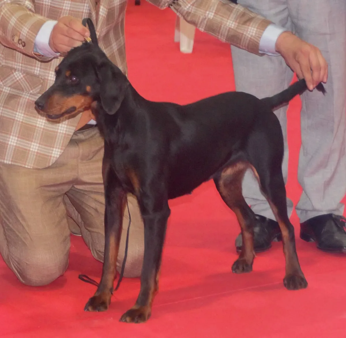 Montenegrin Mountain Hound