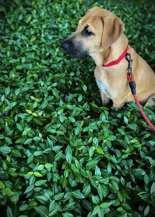 Mountain Cur