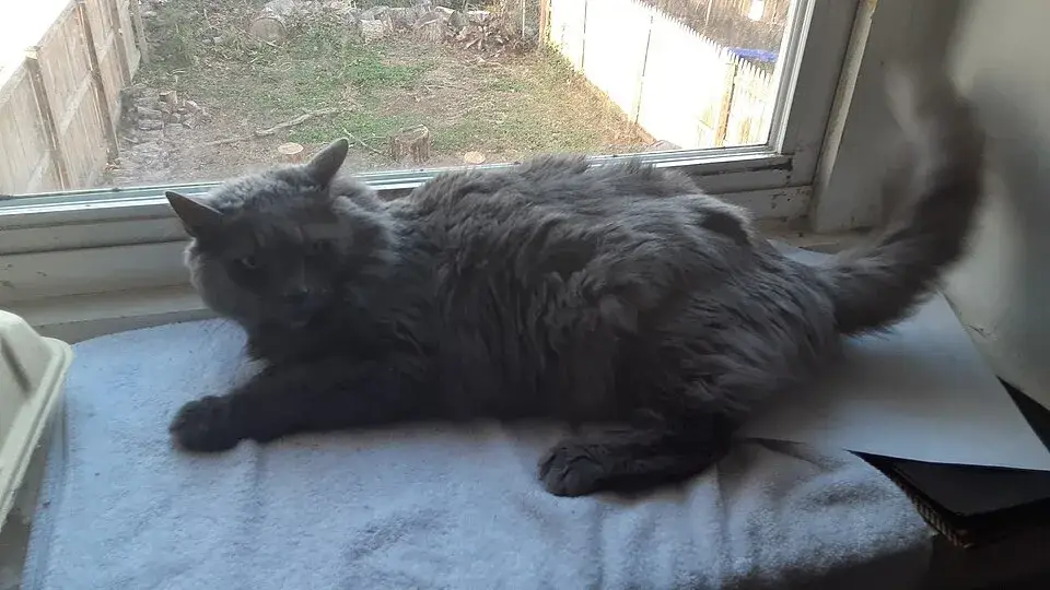 Nebelung