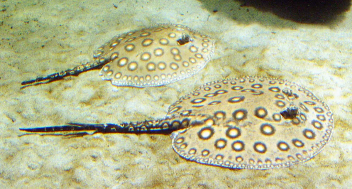 Ocellate river stingray