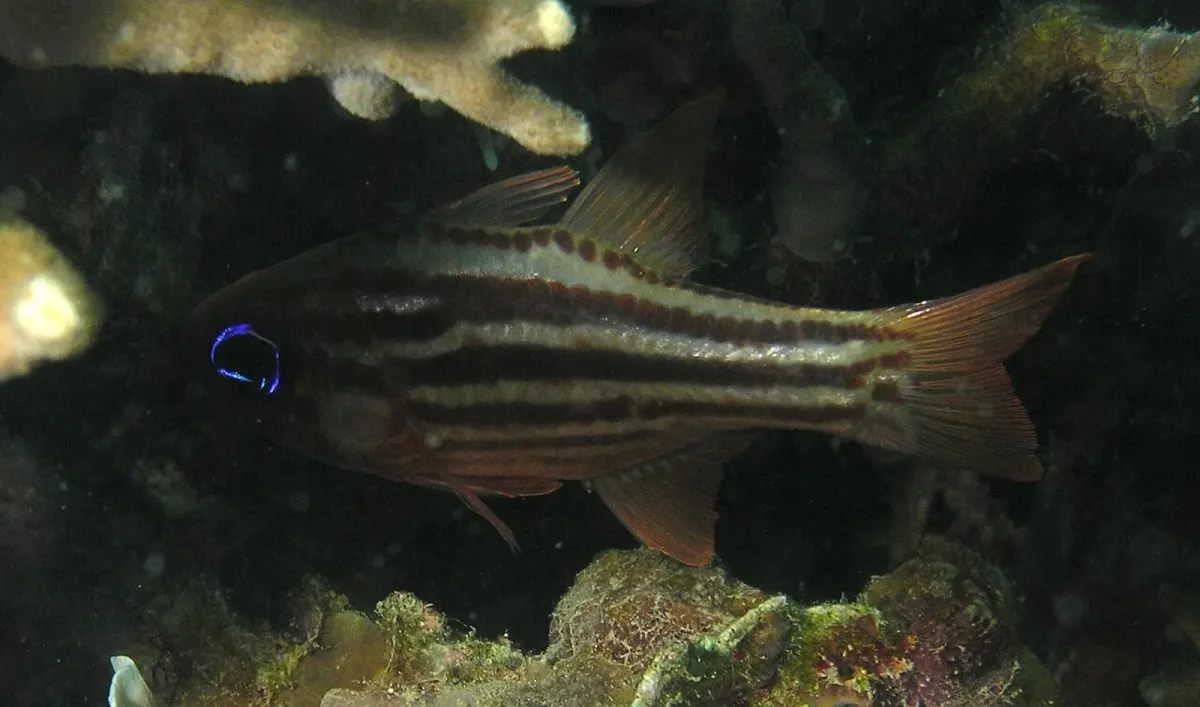 Ochre-striped cardinalfish